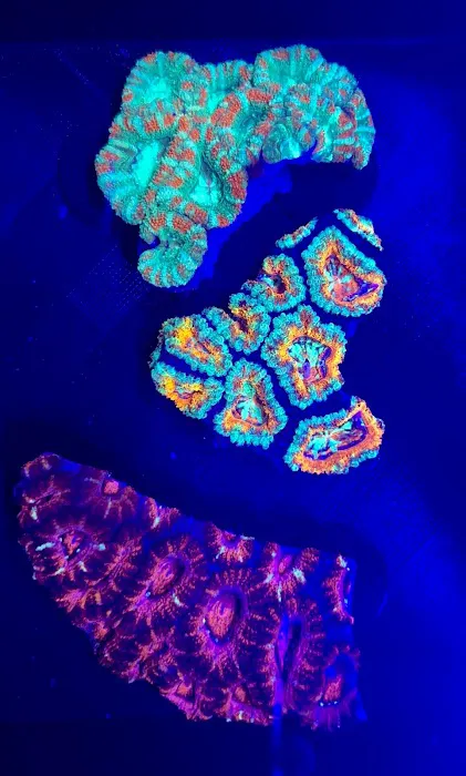 The House Of Fishes And Corals Picture 4