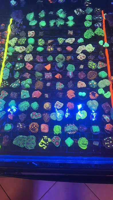 The House Of Fishes And Corals Picture 8
