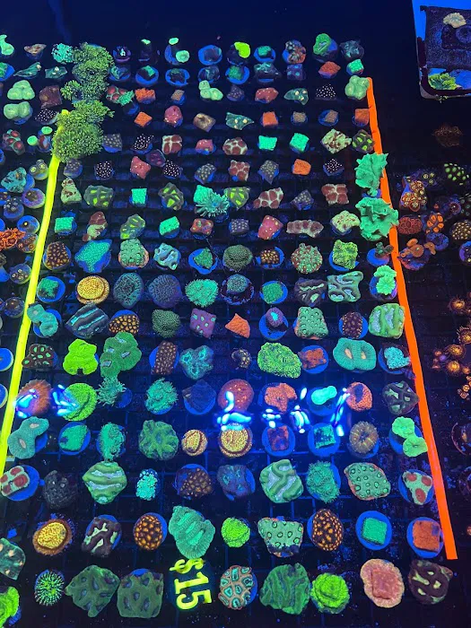 The House Of Fishes And Corals Picture 10