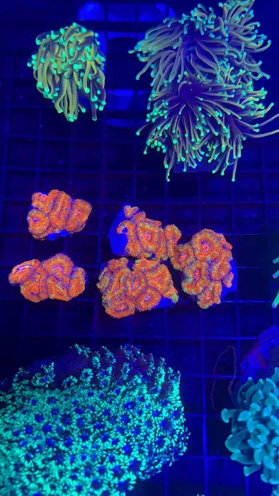 The House Of Fishes And Corals Picture 9