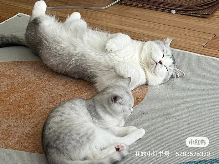 Nightynight Cattery Picture 5