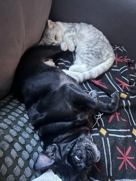 Nightynight Cattery Picture 2