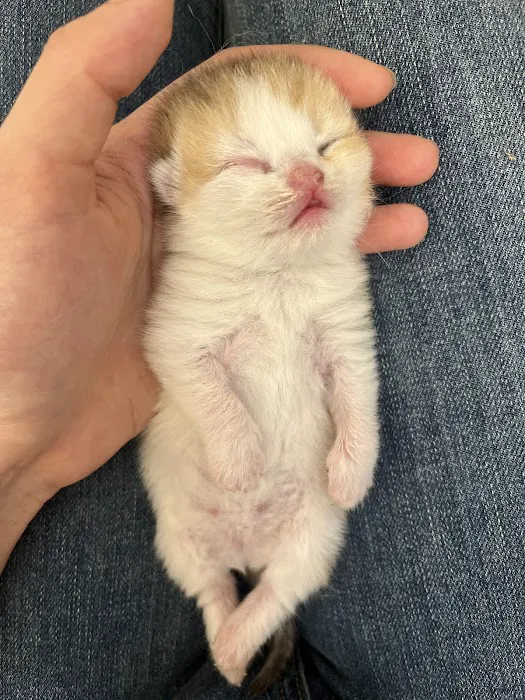 Nightynight Cattery Picture 3