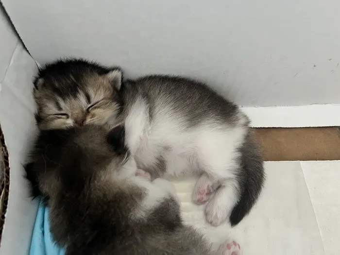 Nightynight Cattery Picture 6