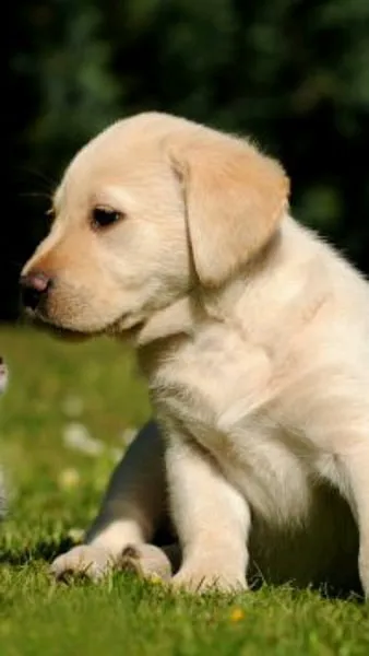dbestpets Picture 1