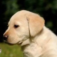 dbestpets ico