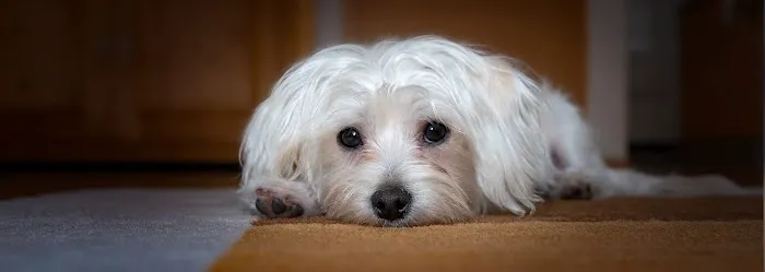 Veterinaire Pet Care Picture 1