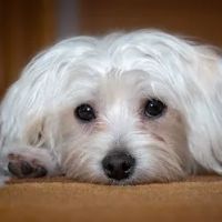 Veterinaire Pet Care ico