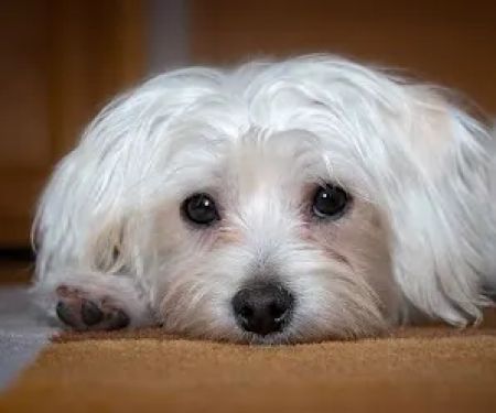 Veterinaire Pet Care