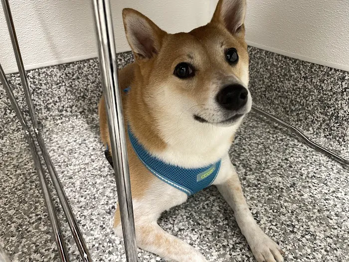 Veterinaire Pet Care Picture 3
