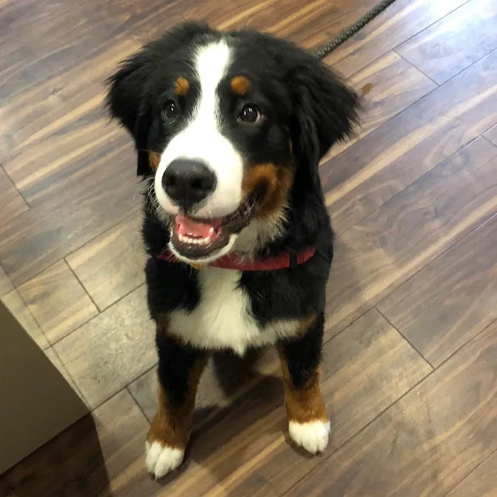Veterinaire Pet Care Picture 10