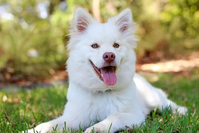 Veterinaire Pet Care Picture 5