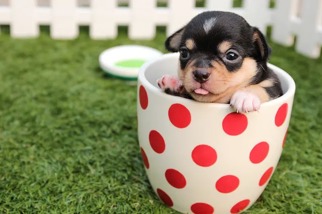 Veterinaire Pet Care Picture 9