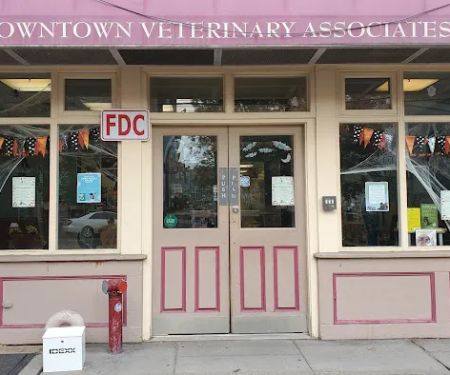 Downtown Veterinary Associates