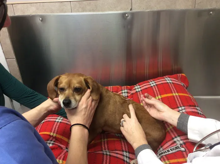 Downtown Veterinary Associates Picture 9