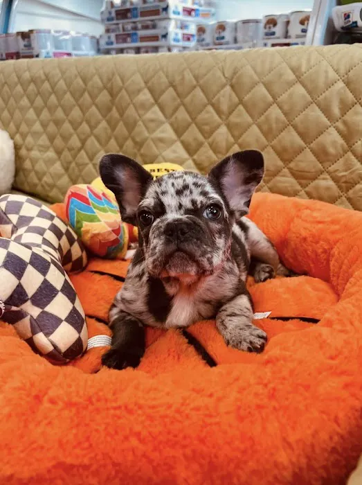 Green Paw Boutique Picture 4