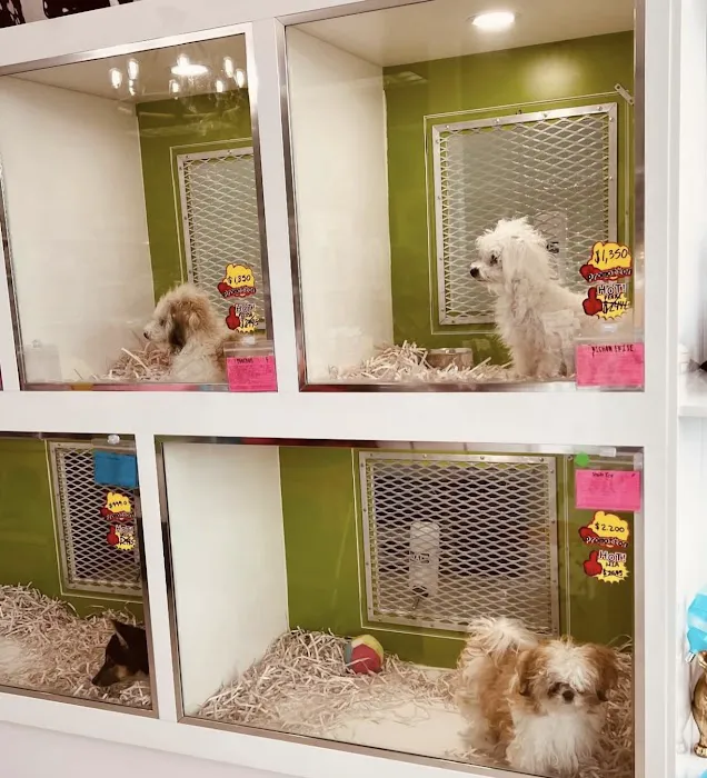 Green Paw Boutique Picture 8