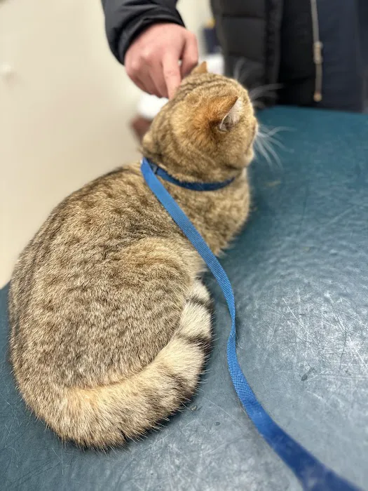 St Francis Animal Hospital Picture 1