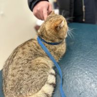 St Francis Animal Hospital ico