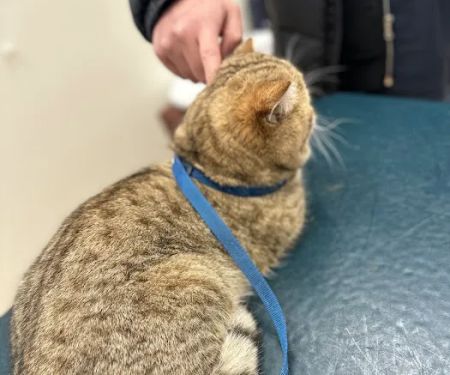 St Francis Animal Hospital