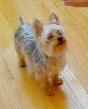 St Francis Animal Hospital Picture 4