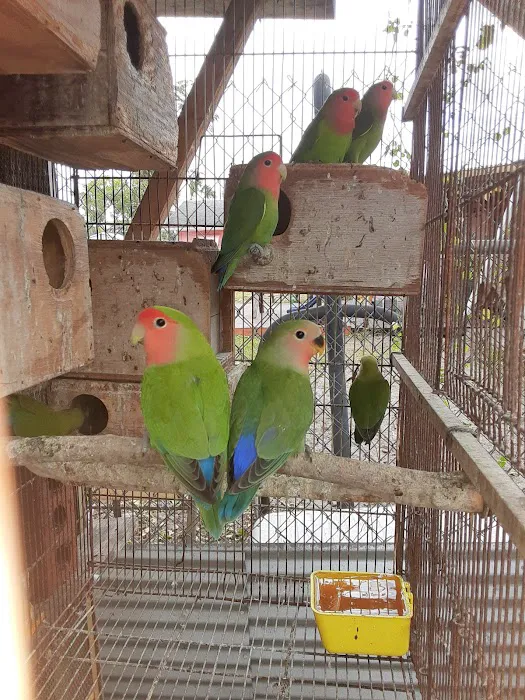 TOCO TOUCAN PETSHOP Picture 6