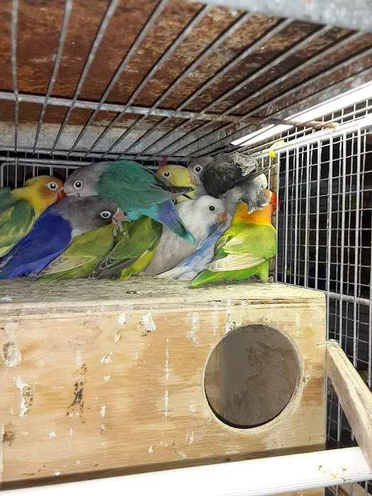 TOCO TOUCAN PETSHOP Picture 7