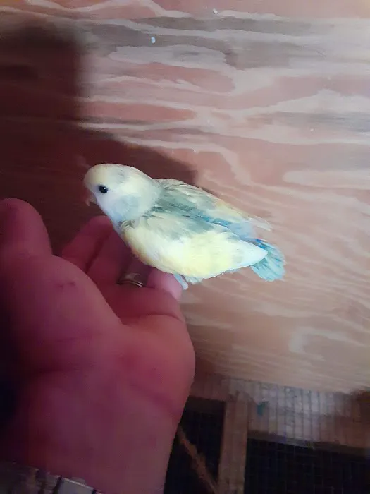 TOCO TOUCAN PETSHOP Picture 9