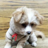 Brooklyn Veterinary Group ico