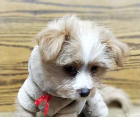 Brooklyn Veterinary Group