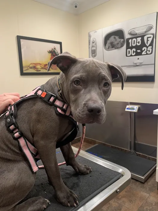 Brooklyn Veterinary Group Picture 9