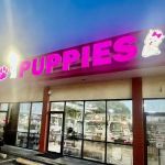 Forever Love Puppies North Miami