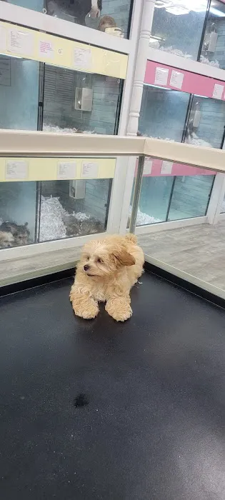 Forever Love Puppies North Miami Picture 6