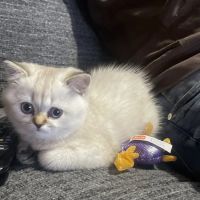 Magical Whiskers ico