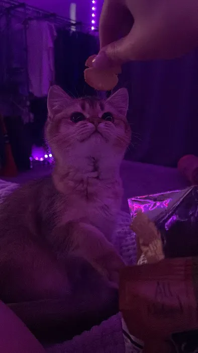 Magical Whiskers Picture 9