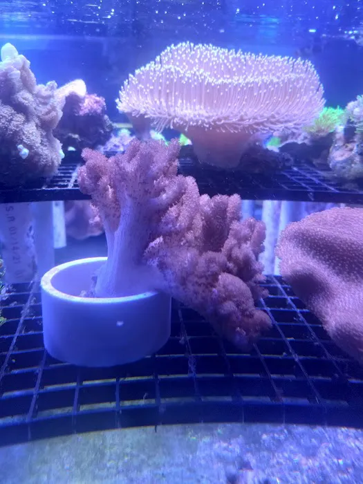 Reef Lounge Miami Picture 10