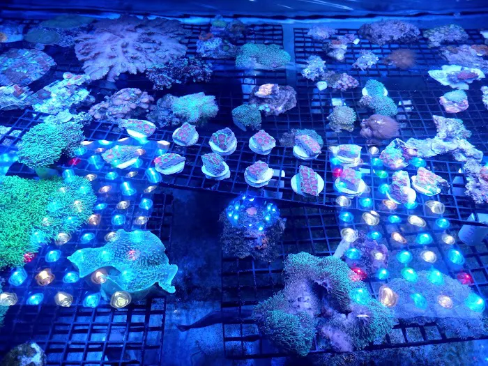 Reef Lounge Miami Picture 9