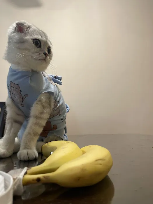 4 Legged Friends Veterinary Clinic PC Picture 10