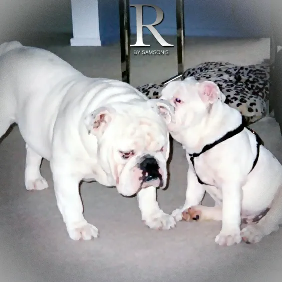 Samson's - pet products custom Picture 6