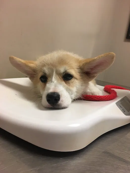 Bensonhurst Veterinary Care Picture 3