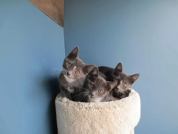 Bensonhurst Veterinary Care Picture 5