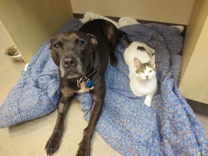 Bensonhurst Veterinary Care Picture 7