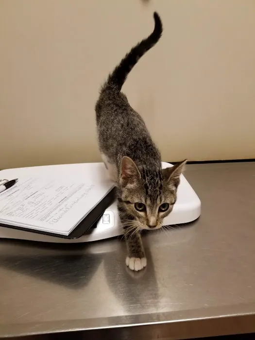 Bensonhurst Veterinary Care Picture 10