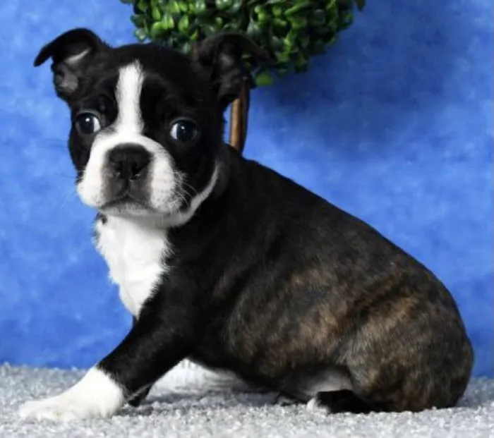 Puppy guys FL Picture 3