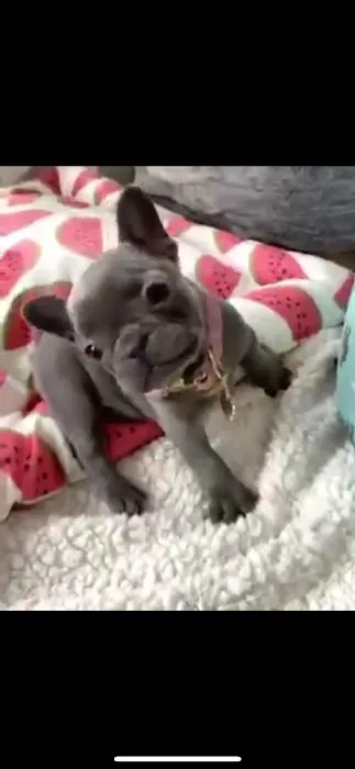 Puppy guys FL Picture 1
