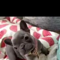 Puppy guys FL ico