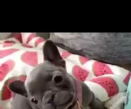 Puppy guys FL