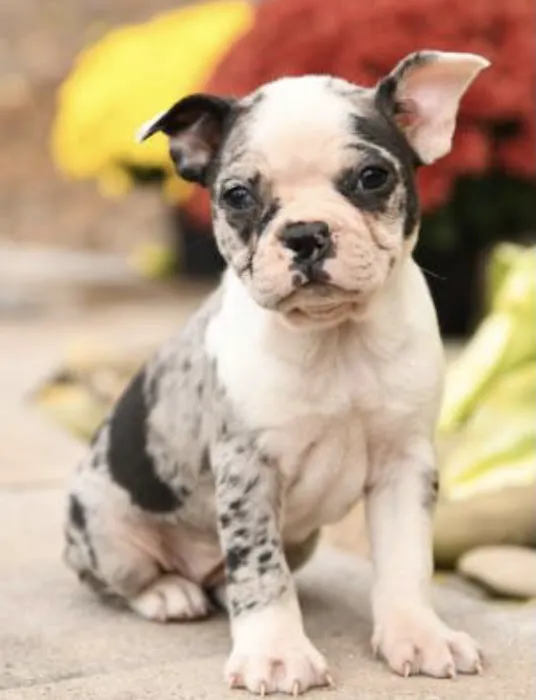 Puppy guys FL Picture 2
