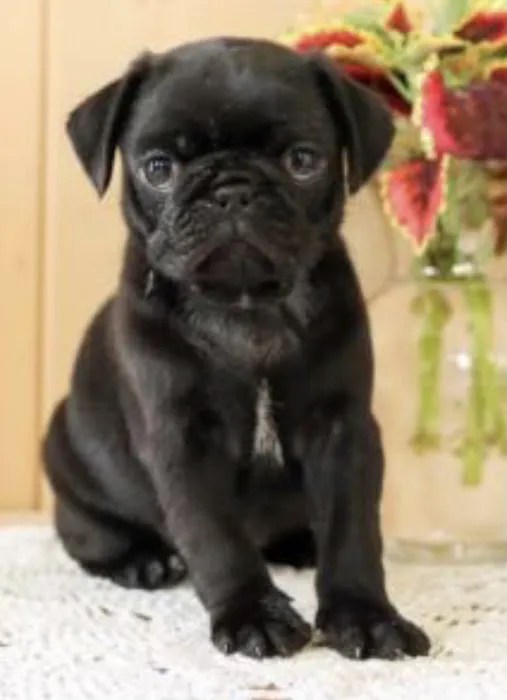 Puppy guys FL Picture 4