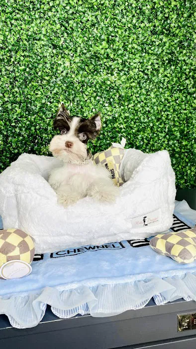Tiny Paws Teacup & Toy Puppy Boutique Picture 3